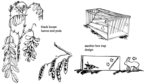 Black locust pods and wild rabbit are plentiful foods to forage for.